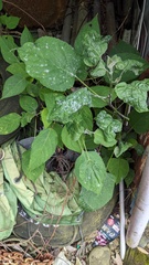 Podosphaera intermedia