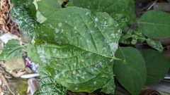 Podosphaera intermedia