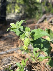 Silene campanulata