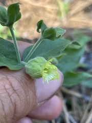 Silene campanulata