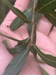 Quercus hemisphaerica