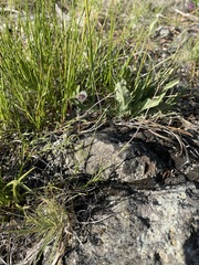 Sabulina stolonifera