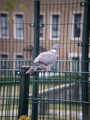 Columba palumbus