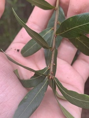 Quercus hemisphaerica