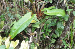 Anthurium cinereopetiolatum