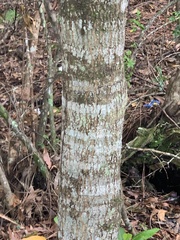 Quercus hemisphaerica