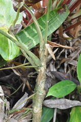 Anthurium cinereopetiolatum