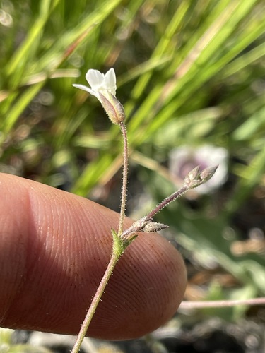 Image of Sabulina stolonifera by (c) Matt Berger, some rights reserved (CC BY)