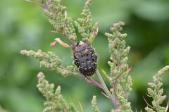 Protaetia orientalis sakaii