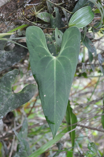 Anthurium folsomianum image