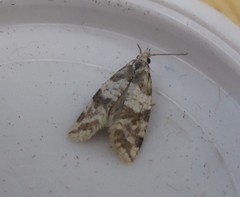 Aethes argentilimitana