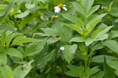 Mesembrius bengalensis