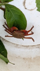 Chiromantes haematocheir