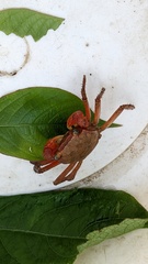 Chiromantes haematocheir