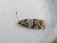 Aethes argentilimitana