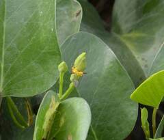 Xanthopimpla pedator