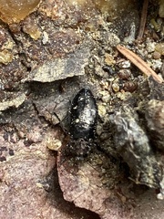 Phaenops