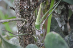Anthurium folsomianum