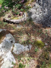 Vipera aspis zinnikeri