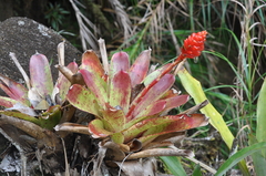 Guzmania elvallensis