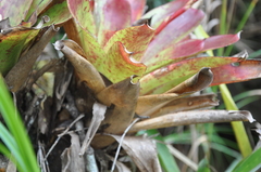 Guzmania elvallensis