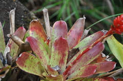 Guzmania elvallensis