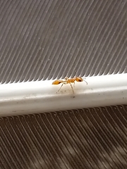 Pseudomyrmex simplex