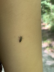 Yakuhananomia bidentata