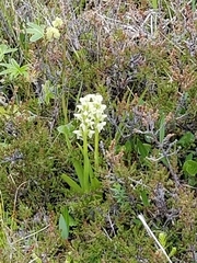 Platanthera hyperborea