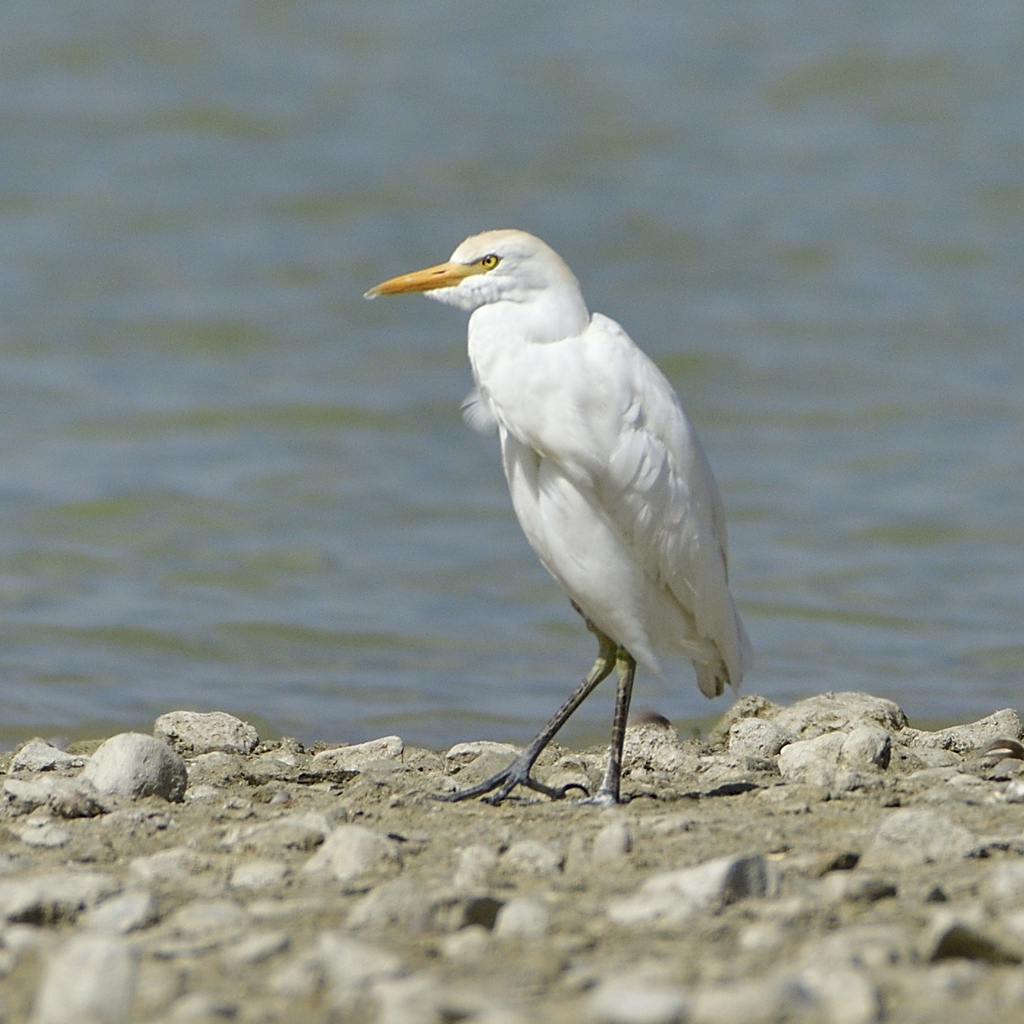 Cattle Egret In June 2022 By Danygl INaturalist   Large 