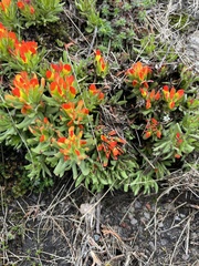 Castilleja tolucensis