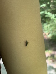 Yakuhananomia bidentata