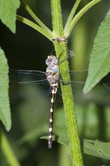 Macromia annulata