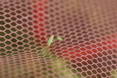 Megaloceroea recticornis