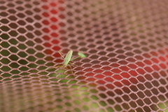 Megaloceroea recticornis