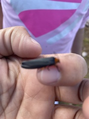 Gnamptonychia ventralis