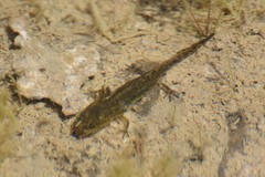 Ambystoma 'unisexual complex'