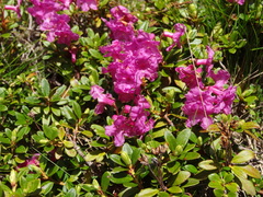 Rhododendron myrtifolium