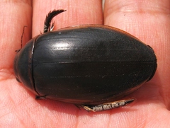 Dytiscus harrisii