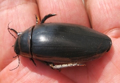 Dytiscus harrisii
