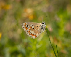Aricia artaxerxes allous