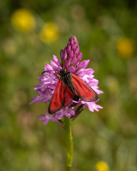 Zygaena rubicundus