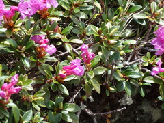 Rhododendron myrtifolium