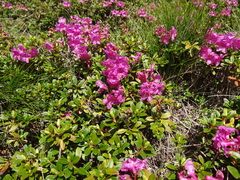 Rhododendron myrtifolium