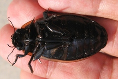 Dytiscus harrisii