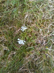 Viola arvensis