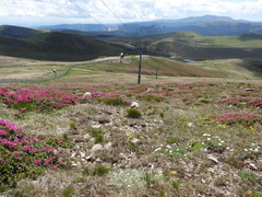 Rhododendron myrtifolium