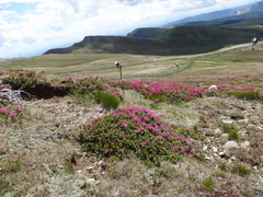 Rhododendron myrtifolium