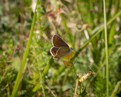 Aricia artaxerxes allous
