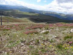 Rhododendron myrtifolium